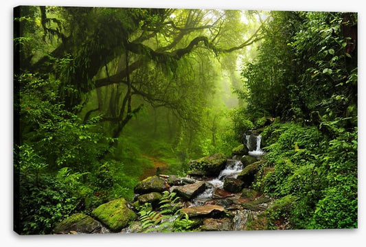 The jungle stream