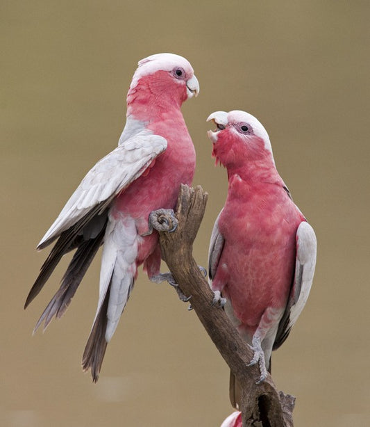 Don't be a galah