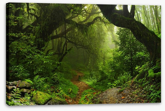 Amazon jungle