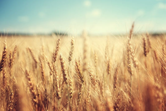 Golden wheat