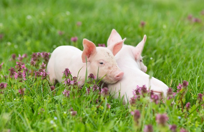 Piglet snuggles