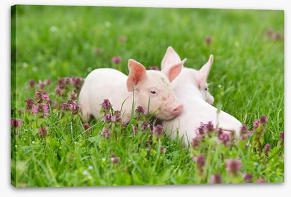 Piglet snuggles