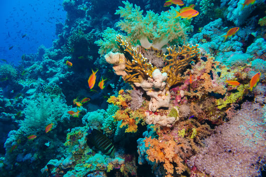 Coral deep