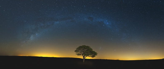 Lone tree under the Milky Way