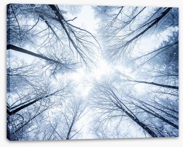 Canopy clouds