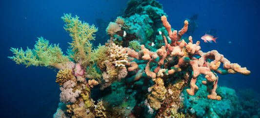 Blushing coral