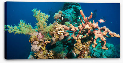 Blushing coral