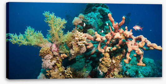 Blushing coral