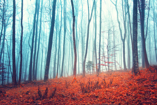 Lost in the forest