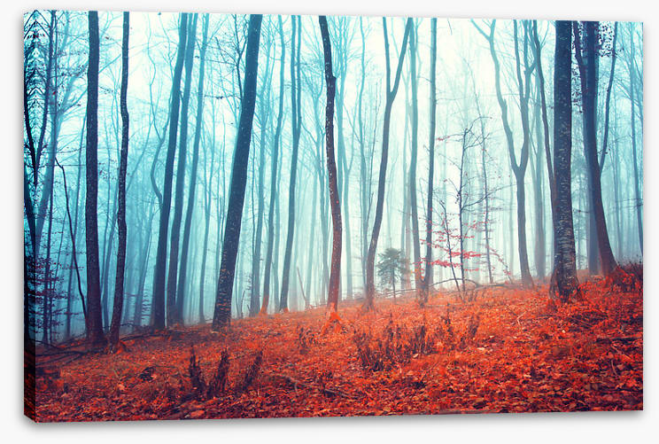 Lost in the forest