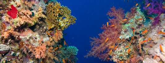 Coral chasm panorama