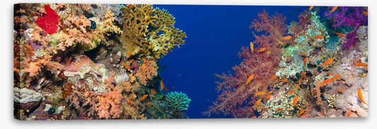 Coral chasm panorama