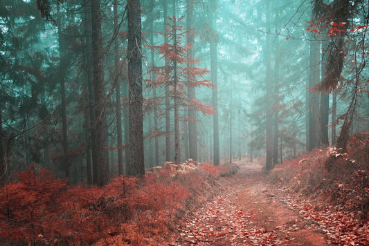 Fairytale fall