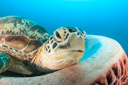 Turtle rest
