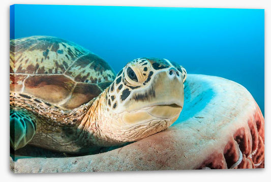 Turtle rest