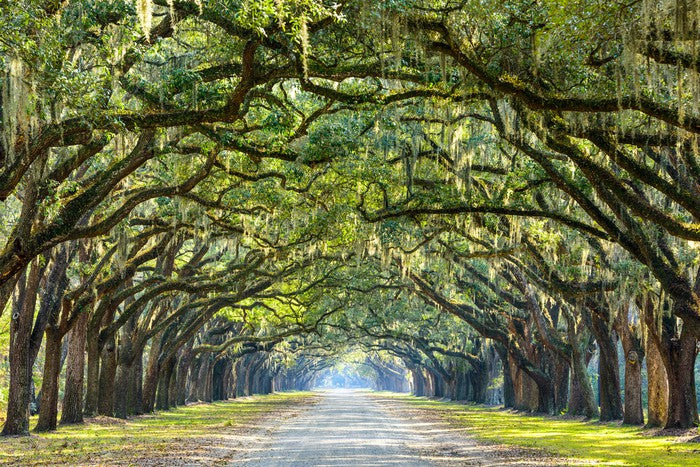 Oak lined road in Savannah, Georgia