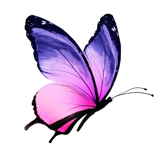 Beautiful butterfly