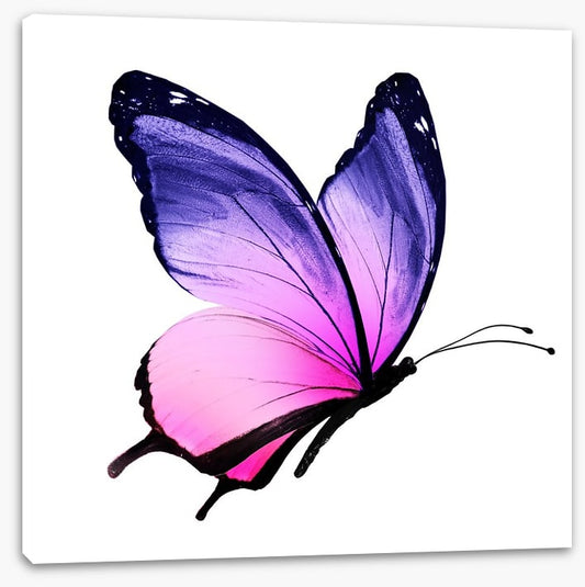 Beautiful butterfly