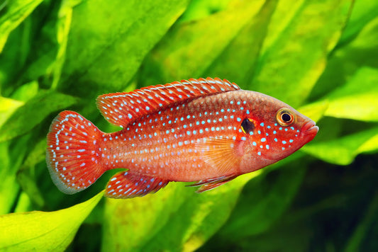 African jewelfish