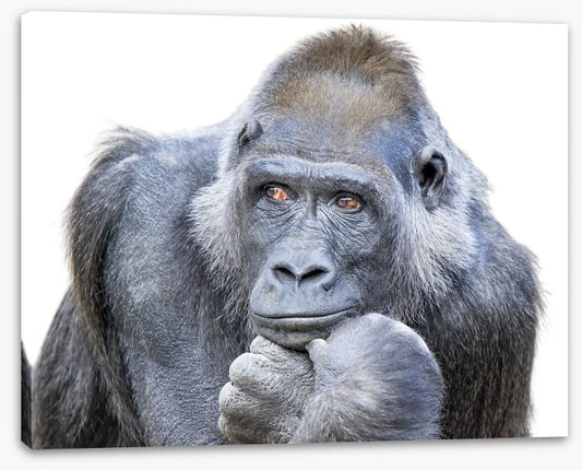 Contemplative gorilla