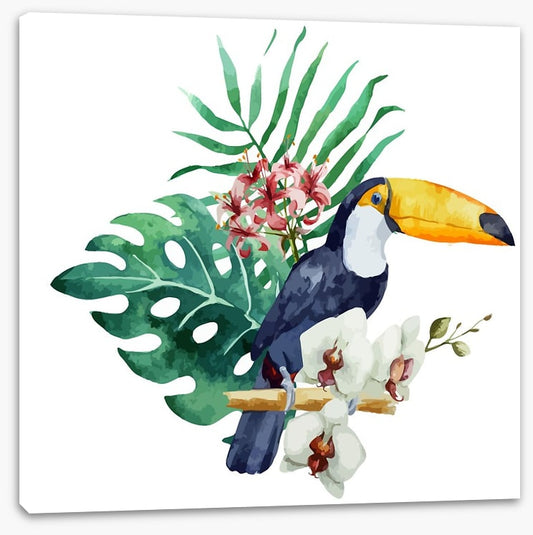 Toucan perch