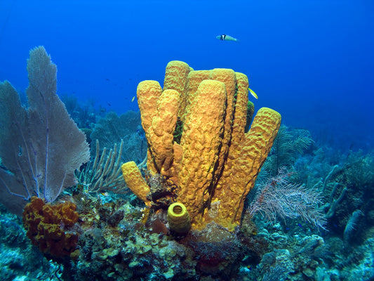 Yellow tube sponge
