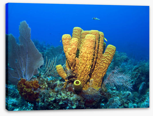 Yellow tube sponge