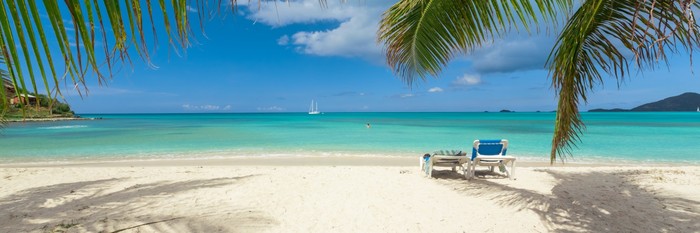 Palm frond beach panoramic
