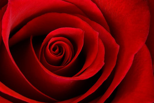 Red rose macro