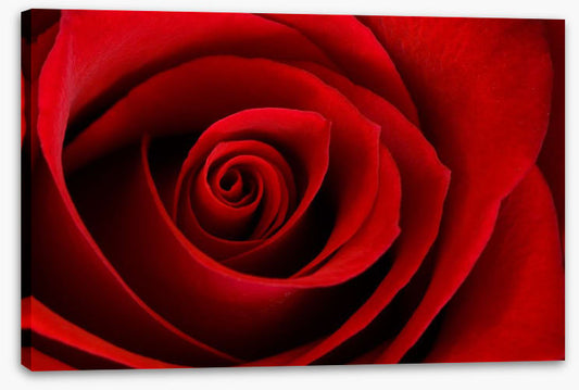Red rose macro