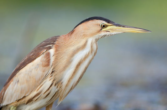 Beautiful bittern