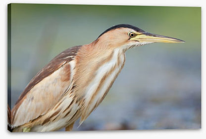 Beautiful bittern