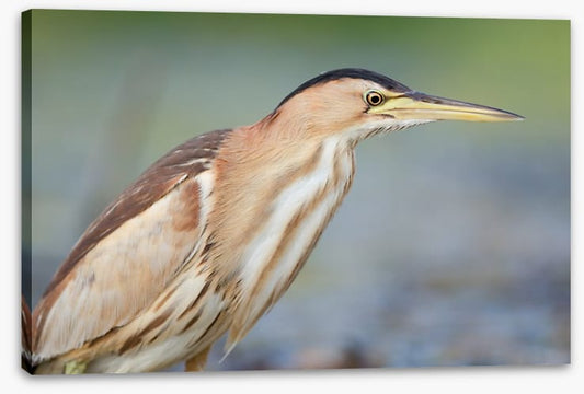 Beautiful bittern
