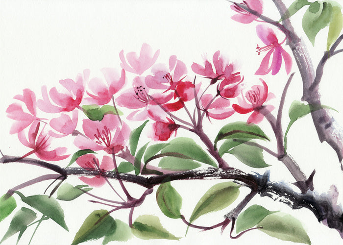 Cherry blossom
