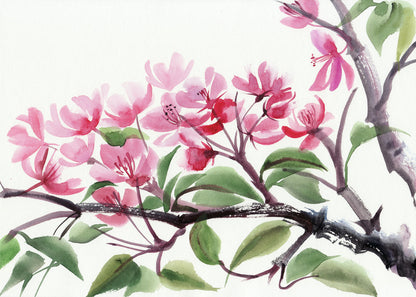 Cherry blossom