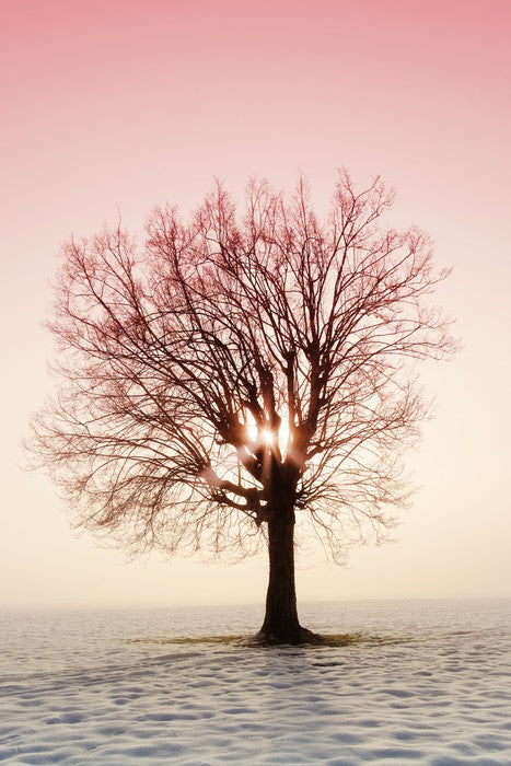 La vie en rose