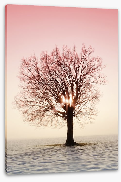 La vie en rose