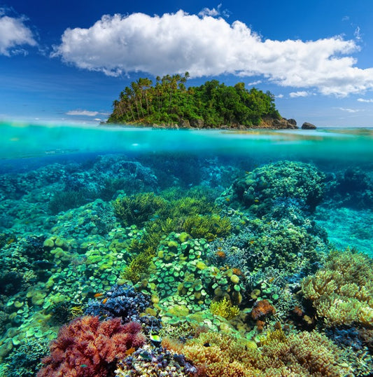 Underwater garden