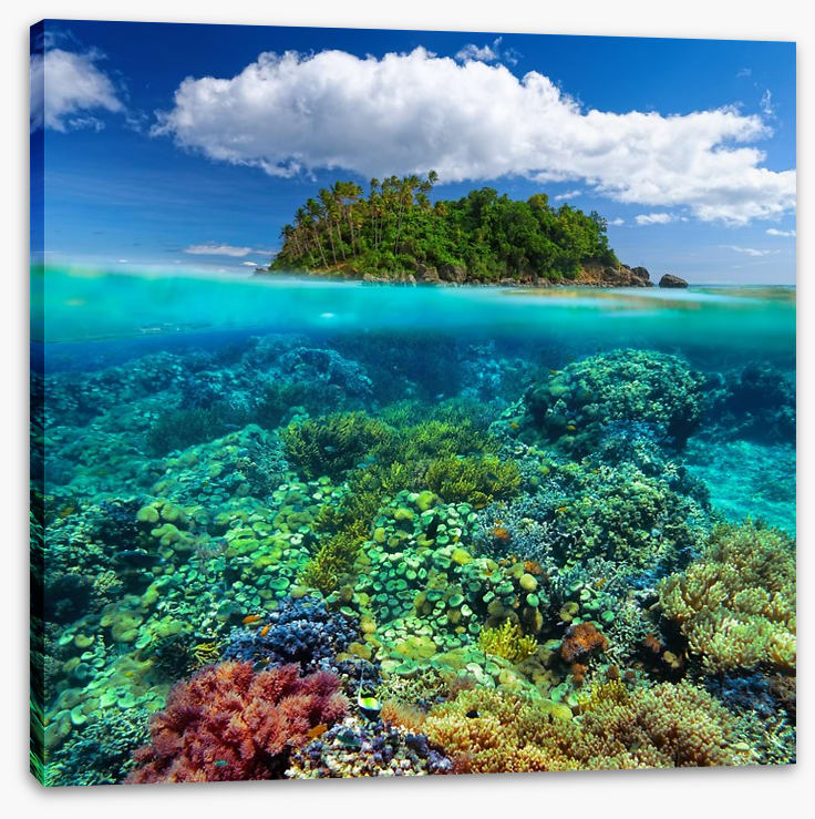 Underwater garden
