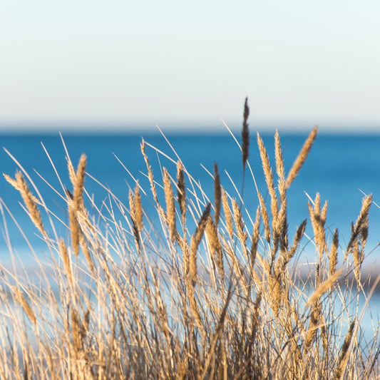 Golden beach grass