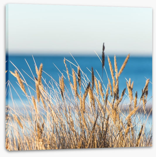 Golden beach grass