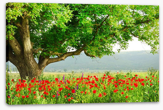Green tree in the poppy field