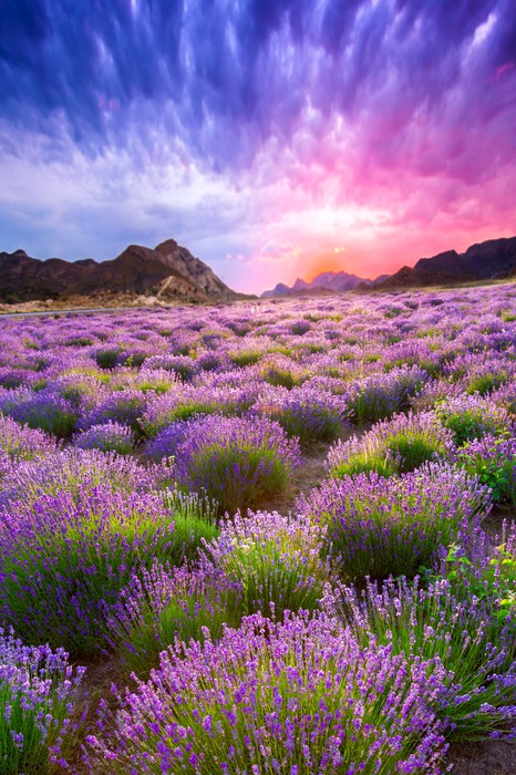 Lavender sky