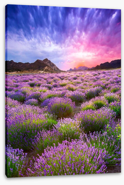 Lavender sky