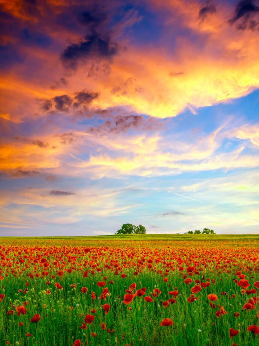 Golden cloud poppies