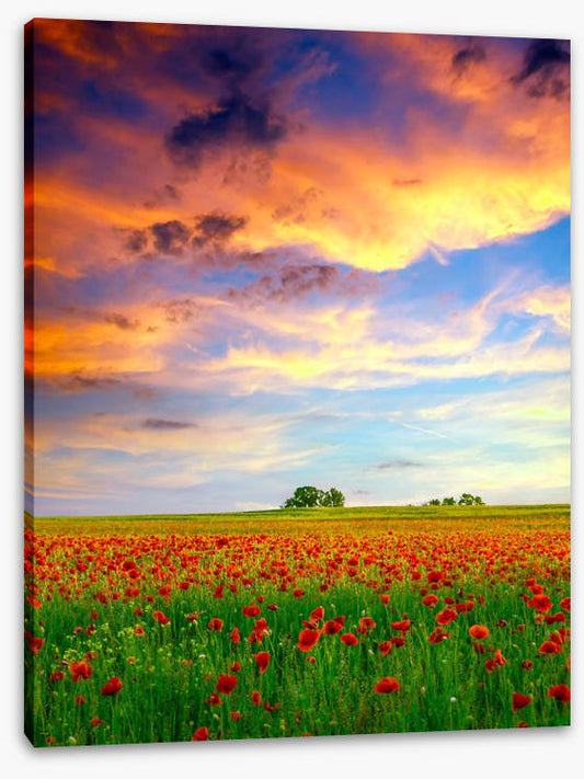 Golden cloud poppies