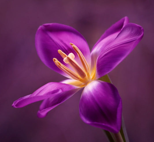 Blooming tulip