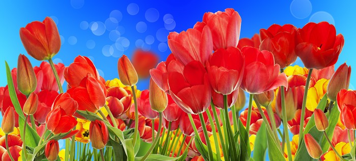 Sunshine tulips