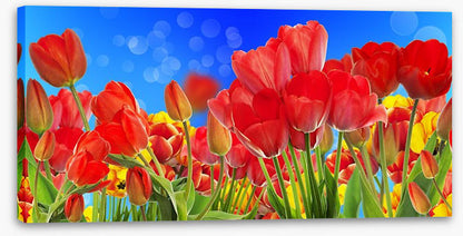 Sunshine tulips