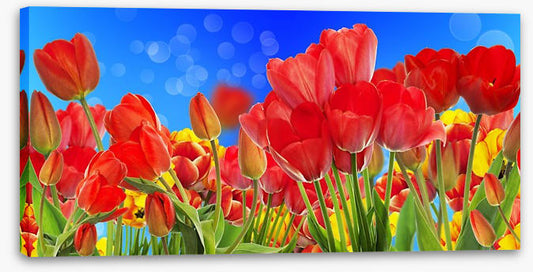 Sunshine tulips